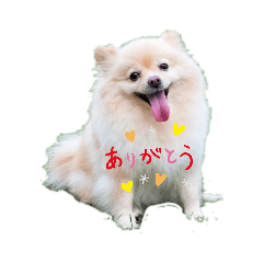 Lineスタンプ 犬 ポメラニアン の完全一覧 全810種類