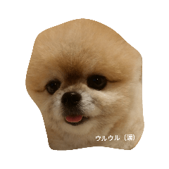 Lineスタンプ かわいい犬のマオ 8種類 1円