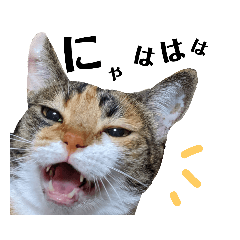 三毛猫おはぎちゃん 実写 Lineスタンプ おはぎちゃん