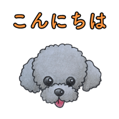 トイプードル シルバー Lineスタンプ Hiro